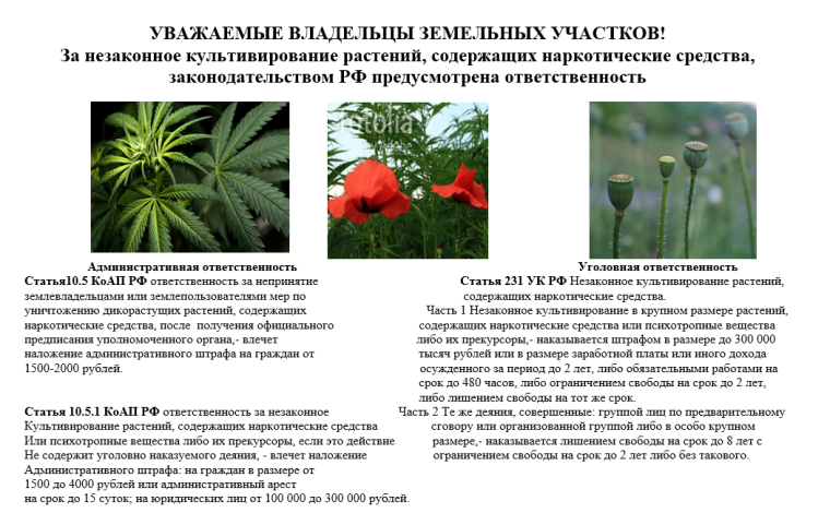 ПАМЯТКА об уголовной и административной ответственности за незаконное культивирование растений, содержащих наркотические средства или психотропные вещества либо их прекурсоры. ПАМЯТКА об уголовной и административной ответственности за незаконное культивирование растений, содержащих наркотические средства или психотропные вещества либо их прекурсоры.